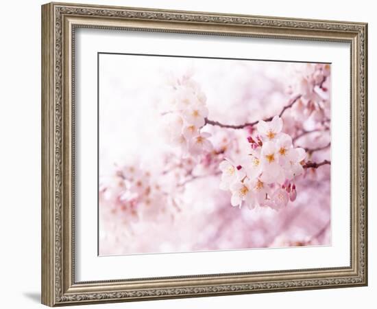 Cherry Blossoms in Full Bloom-landio-Framed Photographic Print