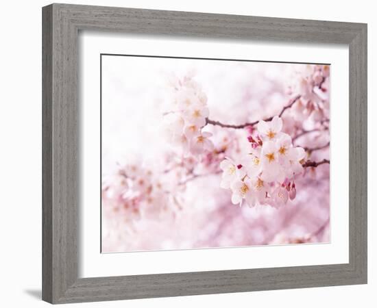 Cherry Blossoms in Full Bloom-landio-Framed Photographic Print