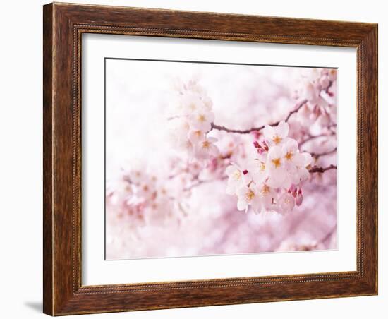 Cherry Blossoms in Full Bloom-landio-Framed Photographic Print