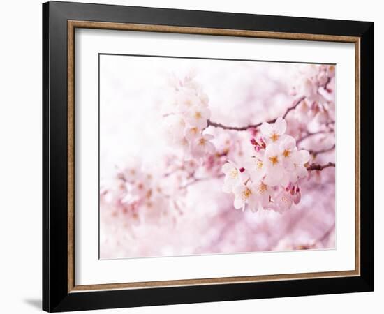 Cherry Blossoms in Full Bloom-landio-Framed Photographic Print