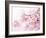 Cherry Blossoms in Full Bloom-landio-Framed Photographic Print