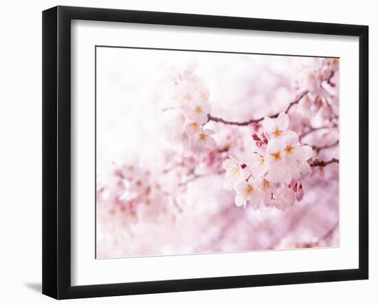 Cherry Blossoms in Full Bloom-landio-Framed Photographic Print