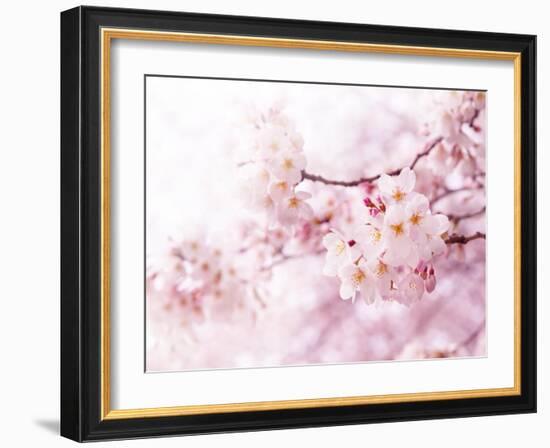 Cherry Blossoms in Full Bloom-landio-Framed Photographic Print