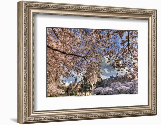 Cherry blossoms in peak bloom, spring, University of Washington campus, Seattle, WA.-Stuart Westmorland-Framed Photographic Print