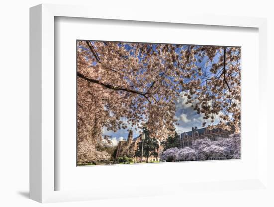 Cherry blossoms in peak bloom, spring, University of Washington campus, Seattle, WA.-Stuart Westmorland-Framed Photographic Print