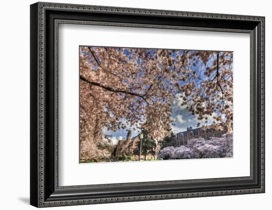 Cherry blossoms in peak bloom, spring, University of Washington campus, Seattle, WA.-Stuart Westmorland-Framed Photographic Print