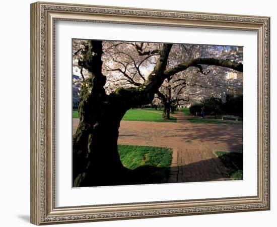 Cherry Blossoms in the University of Washington Quad, Seattle, Washington, USA-William Sutton-Framed Photographic Print