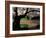 Cherry Blossoms in the University of Washington Quad, Seattle, Washington, USA-William Sutton-Framed Photographic Print