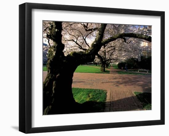 Cherry Blossoms in the University of Washington Quad, Seattle, Washington, USA-William Sutton-Framed Photographic Print