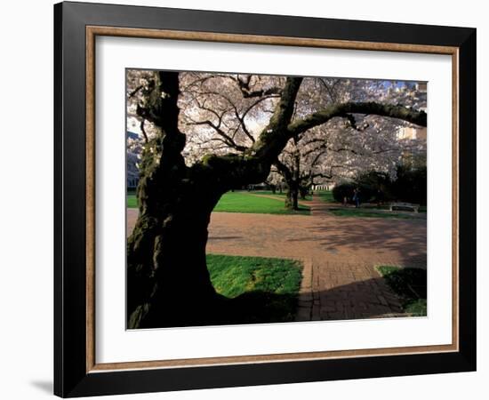 Cherry Blossoms in the University of Washington Quad, Seattle, Washington, USA-William Sutton-Framed Photographic Print