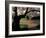 Cherry Blossoms in the University of Washington Quad, Seattle, Washington, USA-William Sutton-Framed Photographic Print