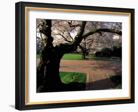 Cherry Blossoms in the University of Washington Quad, Seattle, Washington, USA-William Sutton-Framed Photographic Print