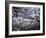 Cherry Blossoms Line the Tidal Basin-null-Framed Photographic Print