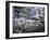 Cherry Blossoms Line the Tidal Basin-null-Framed Photographic Print