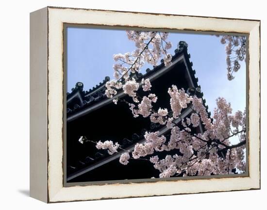 Cherry Blossoms, Matsue Castle, Shimane, Japan-null-Framed Premier Image Canvas