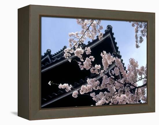 Cherry Blossoms, Matsue Castle, Shimane, Japan-null-Framed Premier Image Canvas