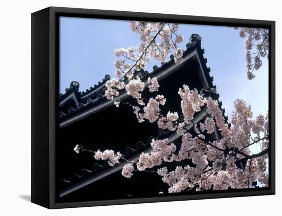 Cherry Blossoms, Matsue Castle, Shimane, Japan-null-Framed Premier Image Canvas