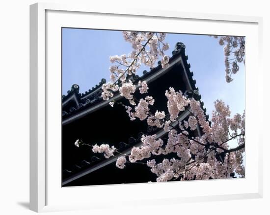 Cherry Blossoms, Matsue Castle, Shimane, Japan-null-Framed Photographic Print