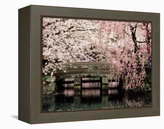 Cherry Blossoms, Mishima Taisha Shrine, Shizuoka-null-Framed Premier Image Canvas