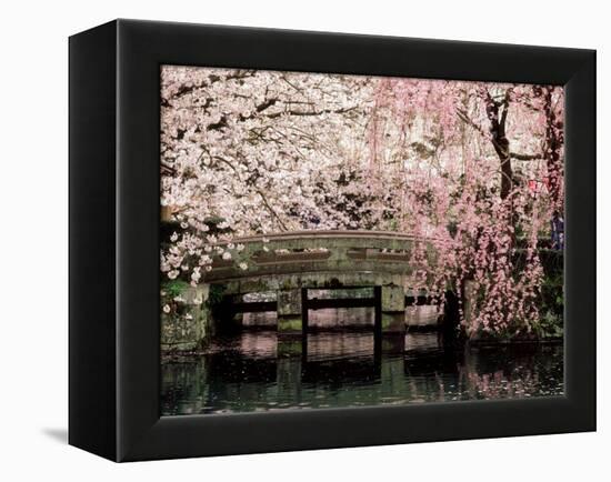 Cherry Blossoms, Mishima Taisha Shrine, Shizuoka-null-Framed Premier Image Canvas