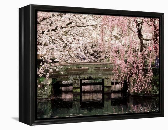 Cherry Blossoms, Mishima Taisha Shrine, Shizuoka-null-Framed Premier Image Canvas