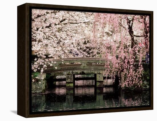 Cherry Blossoms, Mishima Taisha Shrine, Shizuoka-null-Framed Premier Image Canvas