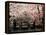 Cherry Blossoms, Mishima Taisha Shrine, Shizuoka-null-Framed Premier Image Canvas