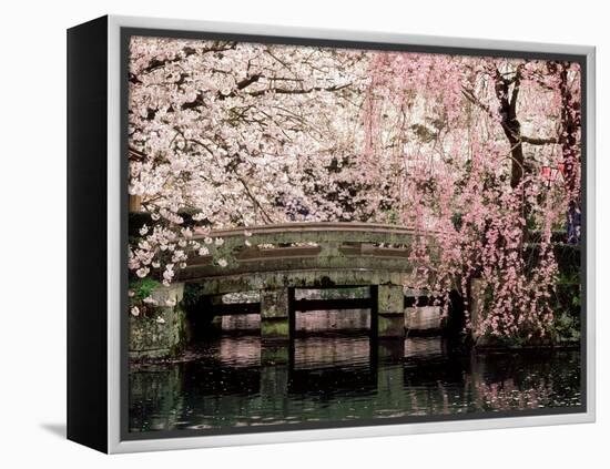 Cherry Blossoms, Mishima Taisha Shrine, Shizuoka-null-Framed Premier Image Canvas