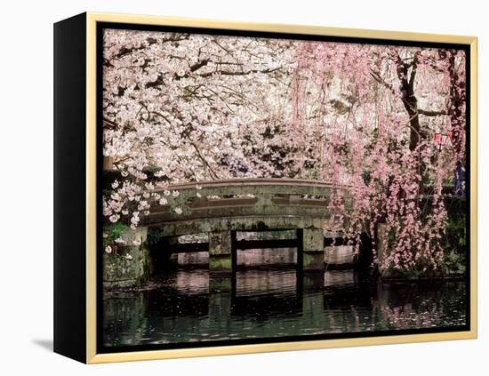 Cherry Blossoms, Mishima Taisha Shrine, Shizuoka-null-Framed Premier Image Canvas