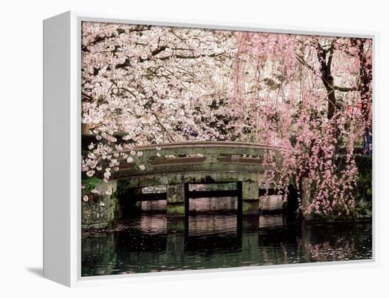 Cherry Blossoms, Mishima Taisha Shrine, Shizuoka-null-Framed Premier Image Canvas