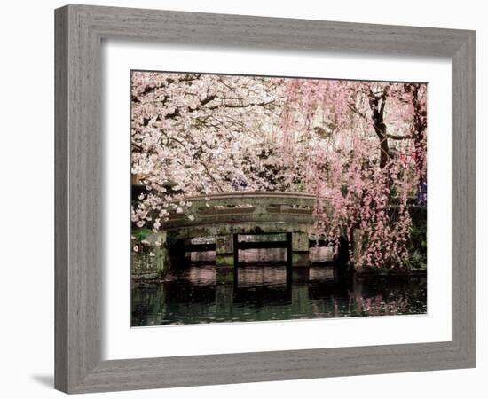 Cherry Blossoms, Mishima Taisha Shrine, Shizuoka-null-Framed Premium Photographic Print