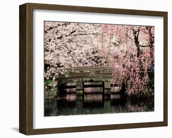 Cherry Blossoms, Mishima Taisha Shrine, Shizuoka-null-Framed Premium Photographic Print