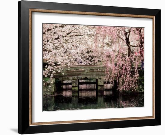 Cherry Blossoms, Mishima Taisha Shrine, Shizuoka-null-Framed Premium Photographic Print