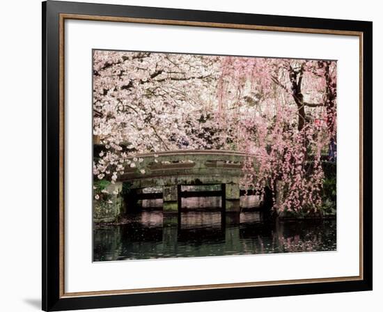 Cherry Blossoms, Mishima Taisha Shrine, Shizuoka-null-Framed Premium Photographic Print