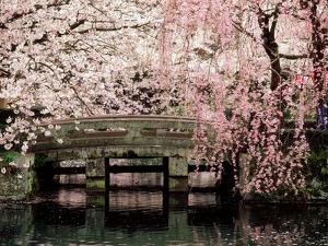 Cherry Blossoms, Mishima Taisha Shrine, Shizuoka