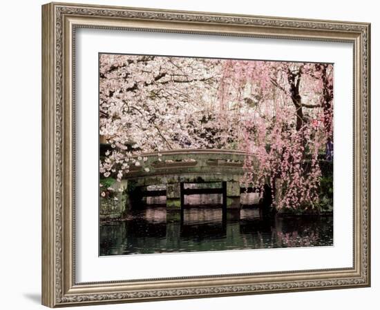 Cherry Blossoms, Mishima Taisha Shrine, Shizuoka--Framed Photographic Print