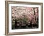 Cherry Blossoms, Mishima Taisha Shrine, Shizuoka-null-Framed Photographic Print