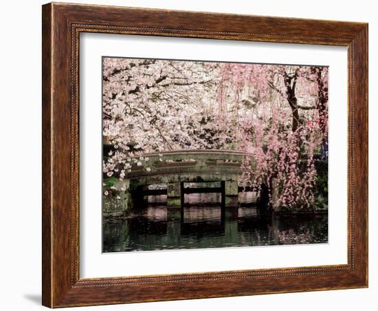 Cherry Blossoms, Mishima Taisha Shrine, Shizuoka--Framed Photographic Print