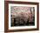 Cherry Blossoms, Mishima Taisha Shrine, Shizuoka-null-Framed Photographic Print