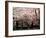 Cherry Blossoms, Mishima Taisha Shrine, Shizuoka-null-Framed Photographic Print