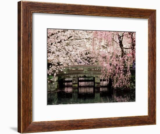 Cherry Blossoms, Mishima Taisha Shrine, Shizuoka-null-Framed Photographic Print