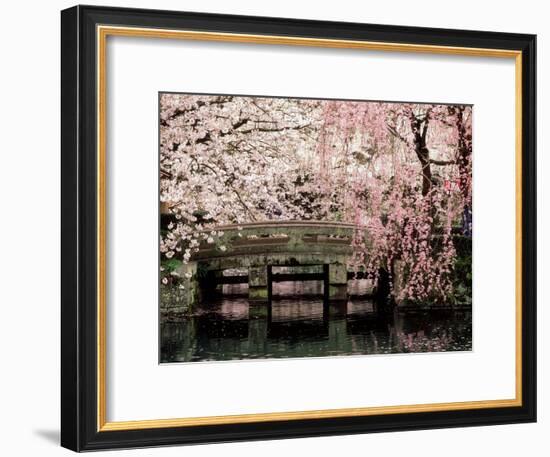 Cherry Blossoms, Mishima Taisha Shrine, Shizuoka-null-Framed Photographic Print