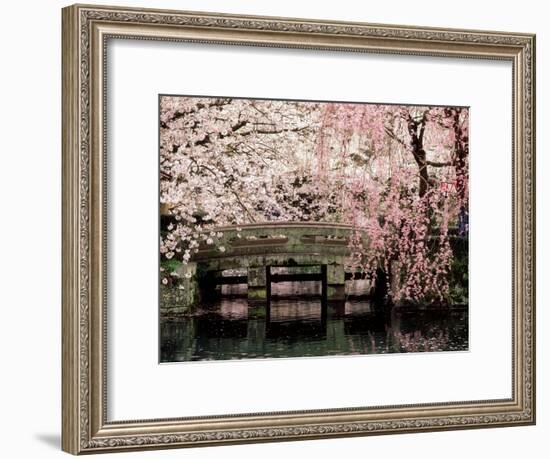 Cherry Blossoms, Mishima Taisha Shrine, Shizuoka-null-Framed Photographic Print