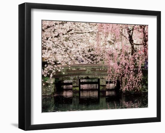 Cherry Blossoms, Mishima Taisha Shrine, Shizuoka-null-Framed Photographic Print