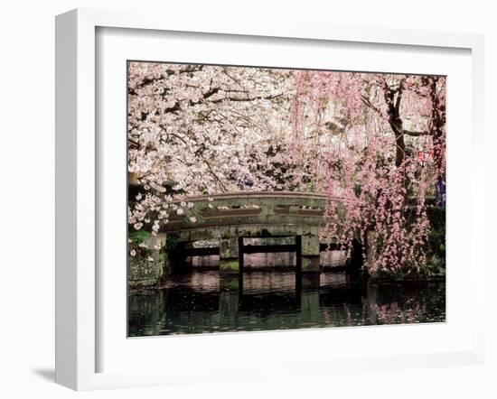 Cherry Blossoms, Mishima Taisha Shrine, Shizuoka--Framed Photographic Print