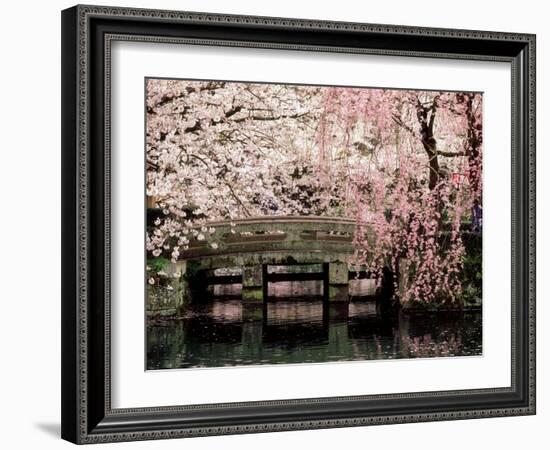 Cherry Blossoms, Mishima Taisha Shrine, Shizuoka--Framed Photographic Print