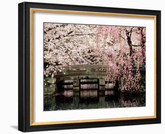 Cherry Blossoms, Mishima Taisha Shrine, Shizuoka-null-Framed Photographic Print