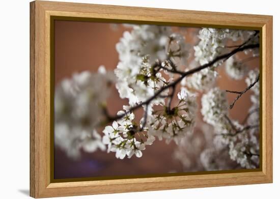 Cherry Blossoms On A Tree Branch At Night In Washington DC-Karine Aigner-Framed Premier Image Canvas