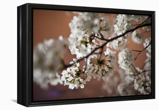 Cherry Blossoms On A Tree Branch At Night In Washington DC-Karine Aigner-Framed Premier Image Canvas