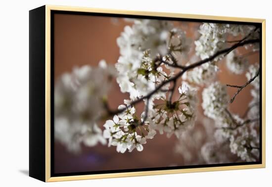 Cherry Blossoms On A Tree Branch At Night In Washington DC-Karine Aigner-Framed Premier Image Canvas